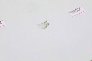 Due piatti<BR>Laveno, societ� ceramica Italiana, prima met� del XX secolo  - Asta Ceramiche - Associazione Nazionale - Case d'Asta italiane