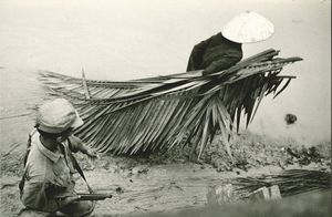 Calogero Cascio - Senza titolo (Vietnam, un prigioniero trascina foglie di palme per costruire capanne)
