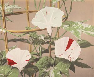 Kazumasa Ogawa, Attribuito a - Still life di fiori