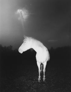 Doug Prince - White Horse in Fog