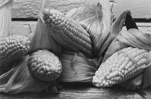 Louis Stettner - Corn