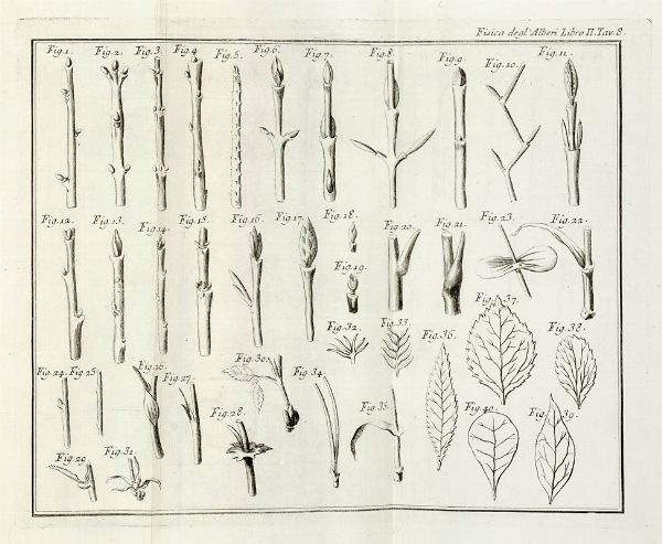 Henri Louis Duhamel du Monceau : La fisica degli alberi in cui si tratta dell'anatomia delle piante e dell'economia vegetabile [...]. Parte prima (-seconda).  - Asta Libri a stampa dal XV al XIX secolo [Parte II] - Associazione Nazionale - Case d'Asta italiane