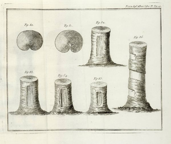 Henri Louis Duhamel du Monceau : La fisica degli alberi in cui si tratta dell'anatomia delle piante e dell'economia vegetabile [...]. Parte prima (-seconda).  - Asta Libri a stampa dal XV al XIX secolo [Parte II] - Associazione Nazionale - Case d'Asta italiane