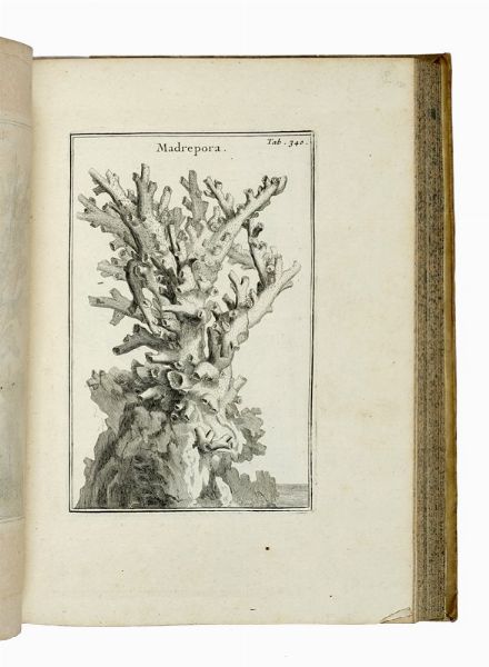 JOSEPH TOURNEFORT (DE) PITTON : Institutiones rei herbariae. Editio tertia. Appendicibus aucta ab Antonio De Jussieu [...] Tomus primo [-tertio].  - Asta Libri a stampa dal XV al XIX secolo [Parte II] - Associazione Nazionale - Case d'Asta italiane
