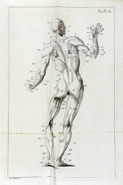 JACQUES BNIGNE WINSLOW : Esposizione anatomica della struttura del corpo umano [...] Tomo primo (-secondo).  - Asta Libri a stampa dal XV al XIX secolo [Parte II] - Associazione Nazionale - Case d'Asta italiane