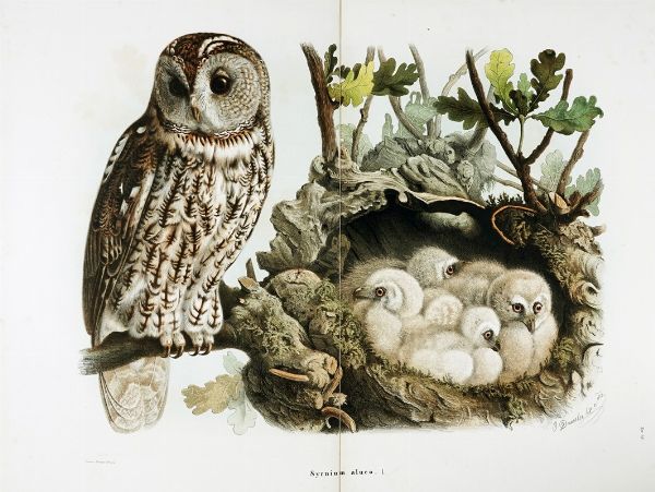 EUGENIO BETTONI : Storia naturale degli uccelli che nidificano in Lombardia ad illustrazione della raccolta ornitologica dei fratelli Ercole ed Ernesto Turati... Vol. I (-II).  - Asta Libri a stampa dal XV al XIX secolo [Parte II] - Associazione Nazionale - Case d'Asta italiane