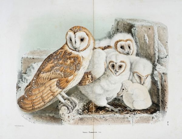 EUGENIO BETTONI : Storia naturale degli uccelli che nidificano in Lombardia ad illustrazione della raccolta ornitologica dei fratelli Ercole ed Ernesto Turati... Vol. I (-II).  - Asta Libri a stampa dal XV al XIX secolo [Parte II] - Associazione Nazionale - Case d'Asta italiane