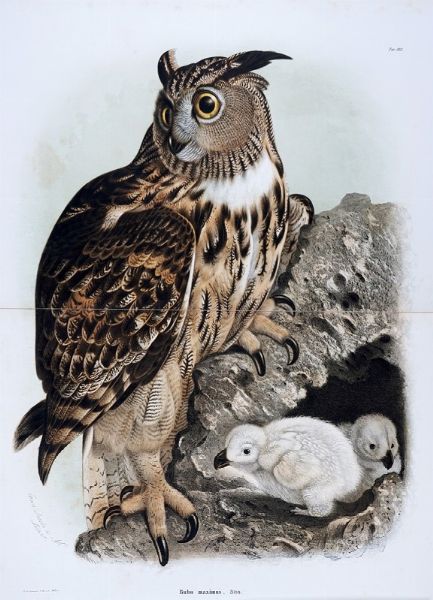 EUGENIO BETTONI : Storia naturale degli uccelli che nidificano in Lombardia ad illustrazione della raccolta ornitologica dei fratelli Ercole ed Ernesto Turati... Vol. I (-II).  - Asta Libri a stampa dal XV al XIX secolo [Parte II] - Associazione Nazionale - Case d'Asta italiane