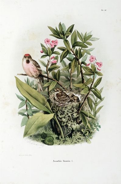 EUGENIO BETTONI : Storia naturale degli uccelli che nidificano in Lombardia ad illustrazione della raccolta ornitologica dei fratelli Ercole ed Ernesto Turati... Vol. I (-II).  - Asta Libri a stampa dal XV al XIX secolo [Parte II] - Associazione Nazionale - Case d'Asta italiane