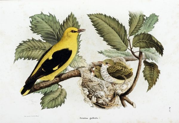 EUGENIO BETTONI : Storia naturale degli uccelli che nidificano in Lombardia ad illustrazione della raccolta ornitologica dei fratelli Ercole ed Ernesto Turati... Vol. I (-II).  - Asta Libri a stampa dal XV al XIX secolo [Parte II] - Associazione Nazionale - Case d'Asta italiane