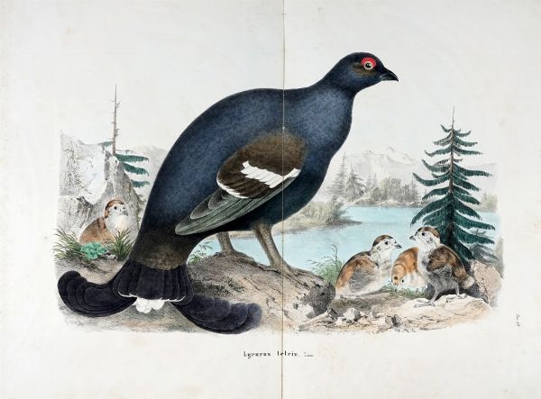 EUGENIO BETTONI : Storia naturale degli uccelli che nidificano in Lombardia ad illustrazione della raccolta ornitologica dei fratelli Ercole ed Ernesto Turati... Vol. I (-II).  - Asta Libri a stampa dal XV al XIX secolo [Parte II] - Associazione Nazionale - Case d'Asta italiane