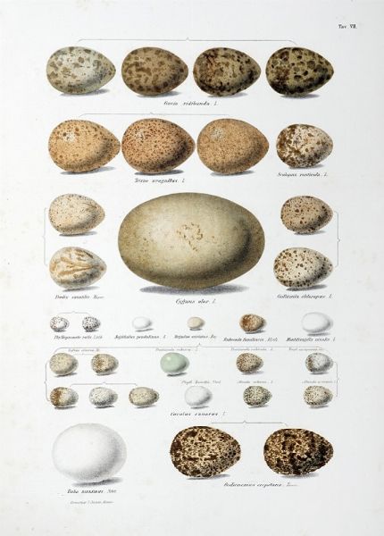 EUGENIO BETTONI : Storia naturale degli uccelli che nidificano in Lombardia ad illustrazione della raccolta ornitologica dei fratelli Ercole ed Ernesto Turati... Vol. I (-II).  - Asta Libri a stampa dal XV al XIX secolo [Parte II] - Associazione Nazionale - Case d'Asta italiane