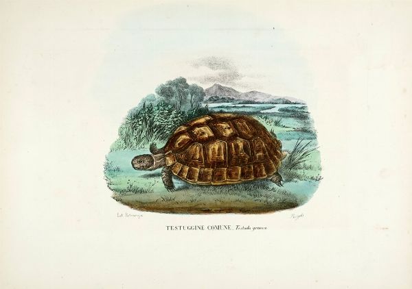 GIOVANNI BOSCHI : Tavole dall'Atlante zoologico popolare. Opera compilata sui pi recenti lavori di zoologia italiani e stranieri.  - Asta Libri a stampa dal XV al XIX secolo [Parte II] - Associazione Nazionale - Case d'Asta italiane