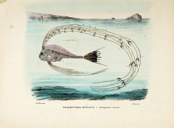 GIOVANNI BOSCHI : Tavole dall'Atlante zoologico popolare. Opera compilata sui pi recenti lavori di zoologia italiani e stranieri.  - Asta Libri a stampa dal XV al XIX secolo [Parte II] - Associazione Nazionale - Case d'Asta italiane