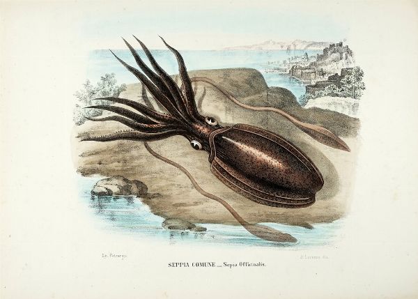 GIOVANNI BOSCHI : Tavole dall'Atlante zoologico popolare. Opera compilata sui pi recenti lavori di zoologia italiani e stranieri.  - Asta Libri a stampa dal XV al XIX secolo [Parte II] - Associazione Nazionale - Case d'Asta italiane