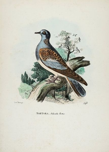 GIOVANNI BOSCHI : Tavole dall'Atlante zoologico popolare. Opera compilata sui pi recenti lavori di zoologia italiani e stranieri.  - Asta Libri a stampa dal XV al XIX secolo [Parte II] - Associazione Nazionale - Case d'Asta italiane