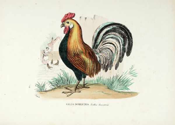 GIOVANNI BOSCHI : Tavole dall'Atlante zoologico popolare. Opera compilata sui pi recenti lavori di zoologia italiani e stranieri.  - Asta Libri a stampa dal XV al XIX secolo [Parte II] - Associazione Nazionale - Case d'Asta italiane