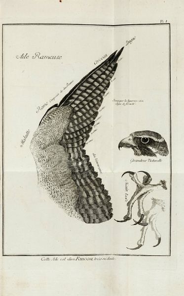 JEAN HUBER : Observations sur le vol des oiseaux de proie.  - Asta Libri a stampa dal XV al XIX secolo [Parte II] - Associazione Nazionale - Case d'Asta italiane