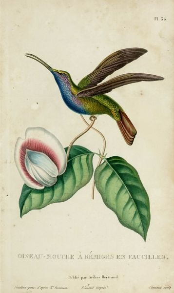 REN PRIMEVRE LESSON : Histoire naturelle des oiseaux-mouches, ouvrage orne de planches dessinees et gravees par le meilleurs artistes...  - Asta Libri a stampa dal XV al XIX secolo [Parte II] - Associazione Nazionale - Case d'Asta italiane