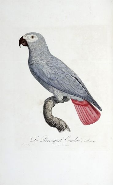 FRANOIS LEVAILLANT : Histoire naturelle des perroquets. Tome premier (-second).  - Asta Libri a stampa dal XV al XIX secolo [Parte II] - Associazione Nazionale - Case d'Asta italiane