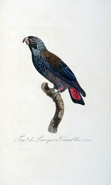 FRANOIS LEVAILLANT : Histoire naturelle des perroquets. Tome premier (-second).  - Asta Libri a stampa dal XV al XIX secolo [Parte II] - Associazione Nazionale - Case d'Asta italiane