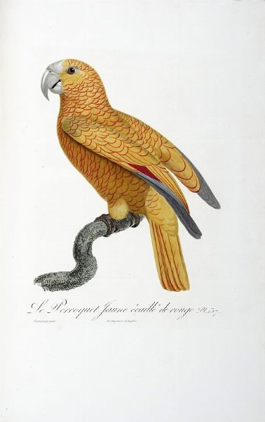 FRANOIS LEVAILLANT : Histoire naturelle des perroquets. Tome premier (-second).  - Asta Libri a stampa dal XV al XIX secolo [Parte II] - Associazione Nazionale - Case d'Asta italiane