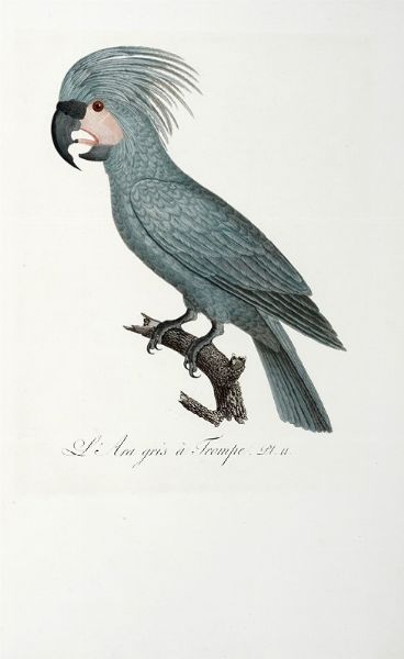 FRANOIS LEVAILLANT : Histoire naturelle des perroquets. Tome premier (-second).  - Asta Libri a stampa dal XV al XIX secolo [Parte II] - Associazione Nazionale - Case d'Asta italiane