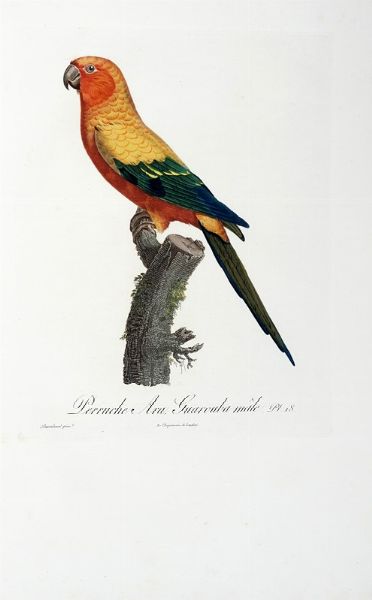 FRANOIS LEVAILLANT : Histoire naturelle des perroquets. Tome premier (-second).  - Asta Libri a stampa dal XV al XIX secolo [Parte II] - Associazione Nazionale - Case d'Asta italiane