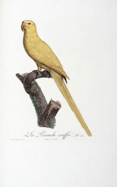 FRANOIS LEVAILLANT : Histoire naturelle des perroquets. Tome premier (-second).  - Asta Libri a stampa dal XV al XIX secolo [Parte II] - Associazione Nazionale - Case d'Asta italiane