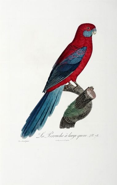 FRANOIS LEVAILLANT : Histoire naturelle des perroquets. Tome premier (-second).  - Asta Libri a stampa dal XV al XIX secolo [Parte II] - Associazione Nazionale - Case d'Asta italiane