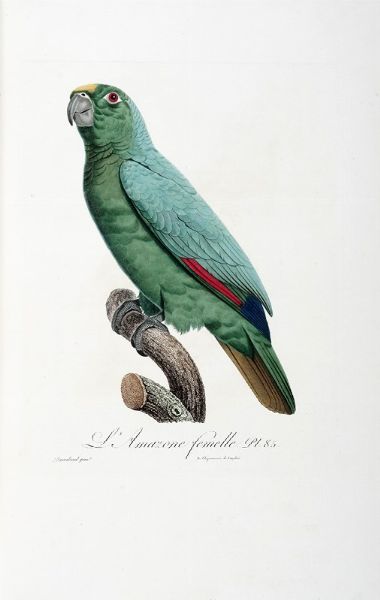 FRANOIS LEVAILLANT : Histoire naturelle des perroquets. Tome premier (-second).  - Asta Libri a stampa dal XV al XIX secolo [Parte II] - Associazione Nazionale - Case d'Asta italiane