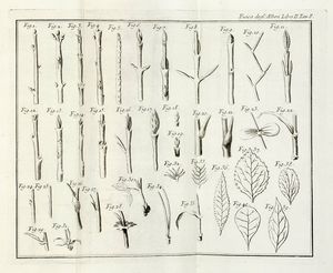 Henri Louis Duhamel du Monceau : La fisica degli alberi in cui si tratta dell'anatomia delle piante e dell'economia vegetabile [...]. Parte prima (-seconda).  - Asta Libri a stampa dal XV al XIX secolo [Parte II] - Associazione Nazionale - Case d'Asta italiane