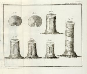 Henri Louis Duhamel du Monceau : La fisica degli alberi in cui si tratta dell'anatomia delle piante e dell'economia vegetabile [...]. Parte prima (-seconda).  - Asta Libri a stampa dal XV al XIX secolo [Parte II] - Associazione Nazionale - Case d'Asta italiane