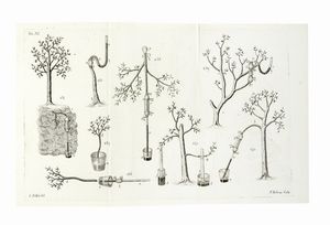 CIRO POLLINI : Elementi di botanica [...] con molte tavole in rame disegnate dall'autore. Volume I (-II).  - Asta Libri a stampa dal XV al XIX secolo [Parte II] - Associazione Nazionale - Case d'Asta italiane