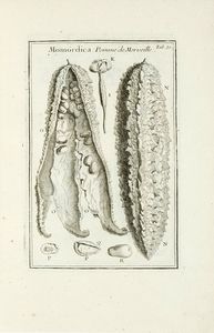 JOSEPH TOURNEFORT (DE) PITTON : Institutiones rei herbariae. Editio tertia. Appendicibus aucta ab Antonio De Jussieu [...] Tomus primo [-tertio].  - Asta Libri a stampa dal XV al XIX secolo [Parte II] - Associazione Nazionale - Case d'Asta italiane