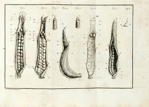 LOUIS VITET : Trait de la sangsue mdicinale.  - Asta Libri a stampa dal XV al XIX secolo [Parte II] - Associazione Nazionale - Case d'Asta italiane