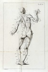 JACQUES BNIGNE WINSLOW : Esposizione anatomica della struttura del corpo umano [...] Tomo primo (-secondo).  - Asta Libri a stampa dal XV al XIX secolo [Parte II] - Associazione Nazionale - Case d'Asta italiane