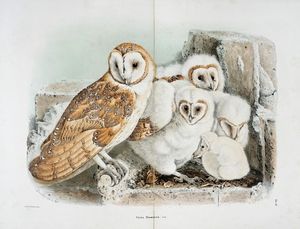 EUGENIO BETTONI : Storia naturale degli uccelli che nidificano in Lombardia ad illustrazione della raccolta ornitologica dei fratelli Ercole ed Ernesto Turati... Vol. I (-II).  - Asta Libri a stampa dal XV al XIX secolo [Parte II] - Associazione Nazionale - Case d'Asta italiane