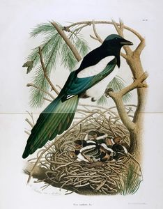 EUGENIO BETTONI : Storia naturale degli uccelli che nidificano in Lombardia ad illustrazione della raccolta ornitologica dei fratelli Ercole ed Ernesto Turati... Vol. I (-II).  - Asta Libri a stampa dal XV al XIX secolo [Parte II] - Associazione Nazionale - Case d'Asta italiane