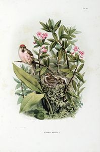 EUGENIO BETTONI : Storia naturale degli uccelli che nidificano in Lombardia ad illustrazione della raccolta ornitologica dei fratelli Ercole ed Ernesto Turati... Vol. I (-II).  - Asta Libri a stampa dal XV al XIX secolo [Parte II] - Associazione Nazionale - Case d'Asta italiane