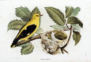 EUGENIO BETTONI : Storia naturale degli uccelli che nidificano in Lombardia ad illustrazione della raccolta ornitologica dei fratelli Ercole ed Ernesto Turati... Vol. I (-II).  - Asta Libri a stampa dal XV al XIX secolo [Parte II] - Associazione Nazionale - Case d'Asta italiane