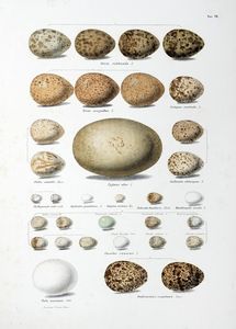 EUGENIO BETTONI : Storia naturale degli uccelli che nidificano in Lombardia ad illustrazione della raccolta ornitologica dei fratelli Ercole ed Ernesto Turati... Vol. I (-II).  - Asta Libri a stampa dal XV al XIX secolo [Parte II] - Associazione Nazionale - Case d'Asta italiane