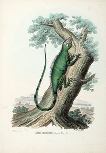 GIOVANNI BOSCHI : Tavole dall'Atlante zoologico popolare. Opera compilata sui pi recenti lavori di zoologia italiani e stranieri.  - Asta Libri a stampa dal XV al XIX secolo [Parte II] - Associazione Nazionale - Case d'Asta italiane