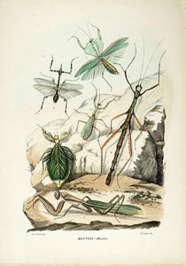 GIOVANNI BOSCHI : Tavole dall'Atlante zoologico popolare. Opera compilata sui pi recenti lavori di zoologia italiani e stranieri.  - Asta Libri a stampa dal XV al XIX secolo [Parte II] - Associazione Nazionale - Case d'Asta italiane