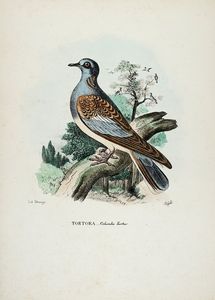 GIOVANNI BOSCHI : Tavole dall'Atlante zoologico popolare. Opera compilata sui pi recenti lavori di zoologia italiani e stranieri.  - Asta Libri a stampa dal XV al XIX secolo [Parte II] - Associazione Nazionale - Case d'Asta italiane