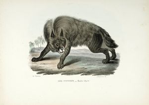 GIOVANNI BOSCHI : Tavole dall'Atlante zoologico popolare. Opera compilata sui pi recenti lavori di zoologia italiani e stranieri.  - Asta Libri a stampa dal XV al XIX secolo [Parte II] - Associazione Nazionale - Case d'Asta italiane