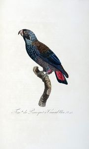 FRANOIS LEVAILLANT : Histoire naturelle des perroquets. Tome premier (-second).  - Asta Libri a stampa dal XV al XIX secolo [Parte II] - Associazione Nazionale - Case d'Asta italiane