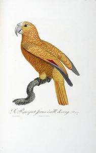 FRANOIS LEVAILLANT : Histoire naturelle des perroquets. Tome premier (-second).  - Asta Libri a stampa dal XV al XIX secolo [Parte II] - Associazione Nazionale - Case d'Asta italiane