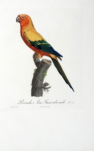 FRANOIS LEVAILLANT : Histoire naturelle des perroquets. Tome premier (-second).  - Asta Libri a stampa dal XV al XIX secolo [Parte II] - Associazione Nazionale - Case d'Asta italiane