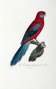 FRANOIS LEVAILLANT : Histoire naturelle des perroquets. Tome premier (-second).  - Asta Libri a stampa dal XV al XIX secolo [Parte II] - Associazione Nazionale - Case d'Asta italiane